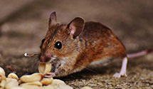 24 Hour & Emergency Exterminators in North Sullivan, ME